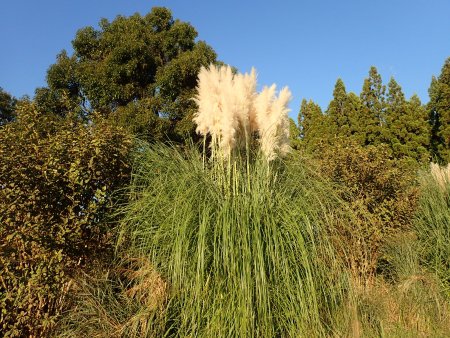 2025.10.29 (グレイスガーデン) (パンパスグラス121).JPG