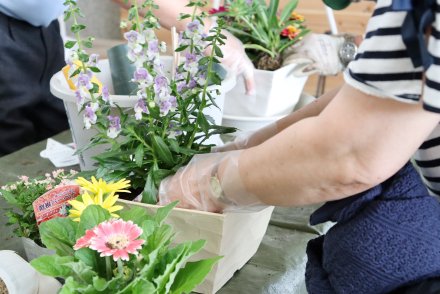 ミニバラの寄せ植え