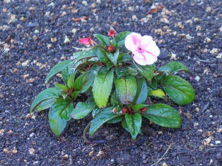 サンパチェンス・花の谷5月17日（221）.JPG