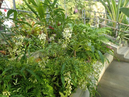 2025.11.4 (フラワードーム) (クレロデンドルムｳｫﾘｯｷｰ1).JPG