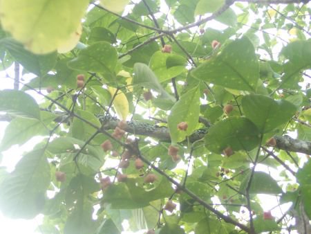 2025.10.15 (木の実) (マユミ25).JPG