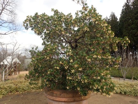 2025.12.31 (イチゴノキ33).JPG