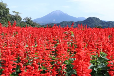 サルビア・花の丘10月16日（21）IMG_4184.JPG