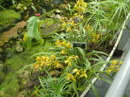 2025.12.14 (南館・シンビジューム125).JPG