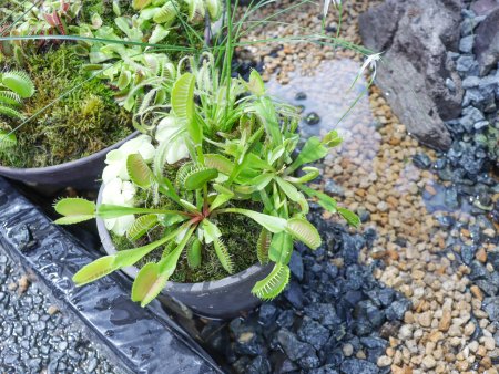 食虫植物展・香りの広場7月19日（121）.JPG