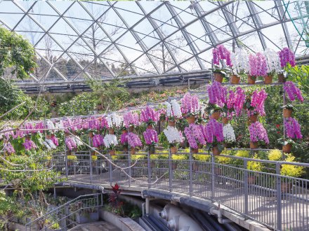 コチョウランのトンネル