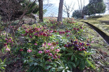 クリスマスローズ・花の谷～ドーム3月24日（12）IMG_4410.JPG