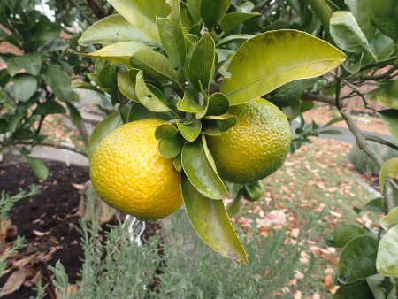 2025.12.14 (ハーブ園・みかん222).JPG