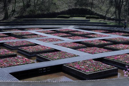 リビングストンデージーのアップ