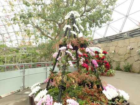 2025.11.24 (フラワードーム) (ランのツリー6).JPG