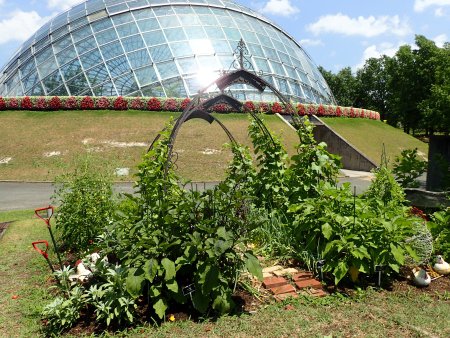 2025.7.15 (ハーブ園) (野菜畑210).JPG