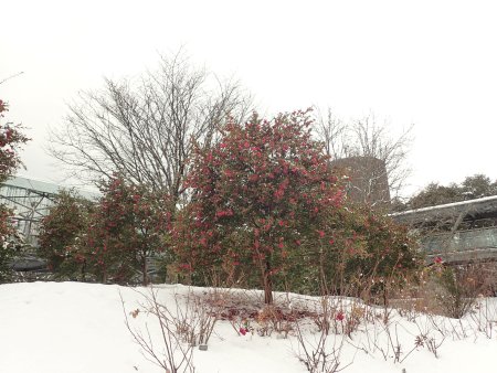 2026.1.24 (サザンカ132).JPG