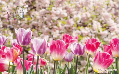 スプリングフェスティバルの壁紙