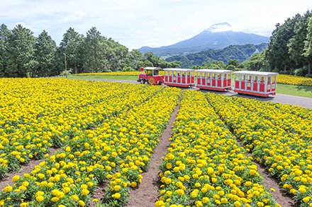 ☆☆☆フラワートレイン・花の丘6月18日（2）-440.jpg