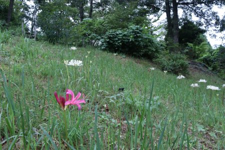 リコリス・ジャクソニア・花の丘奥斜面（22）IMG_2972.JPG