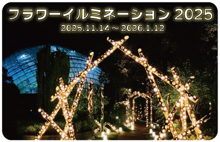イルミネーション
