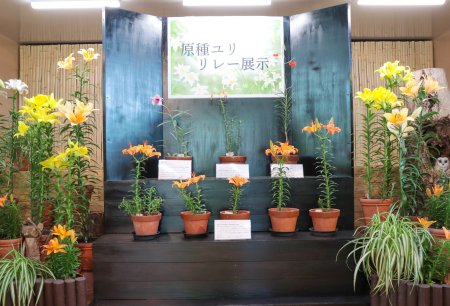 原種ユリリレー展示
