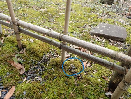 2026.2.16 (セツブンソウ) (場所23).JPG