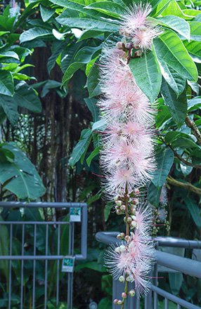 ☆☆サガリバナ・南館9月25日（3）-440.jpg