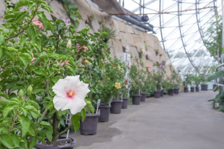 ハイビスカス展・ドーム9月19日（品種展示4）.JPG