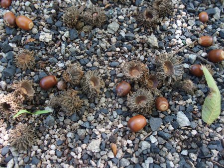 2025.10.09 (紅葉の庭) ドングリ(3).JPG