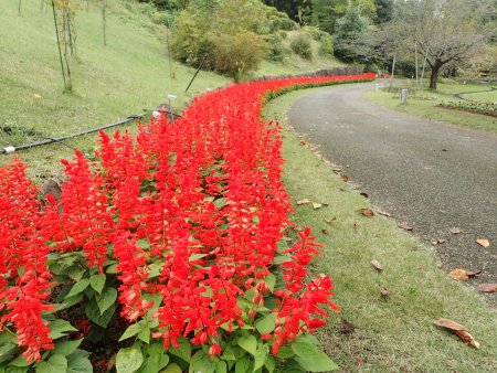 2025.10.22 (花の谷花壇) (サルビア29).JPG