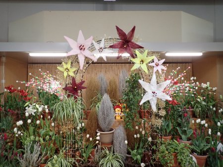 真冬のチューリップ