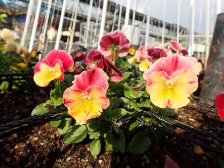 2025.11.25 (西館テラス・パレット花壇・ﾊﾟﾝｼﾞｰ25).JPG