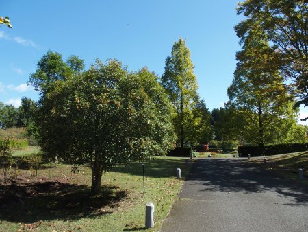 2025.10.09 (樹木) (キンモクセイ・遠景2).JPG