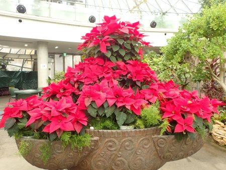 2025.12.4 (地階ポインセチア125).JPG