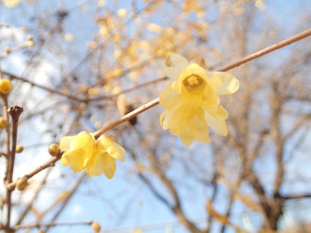 ロウバイ 2 2更新 とっとり花回廊