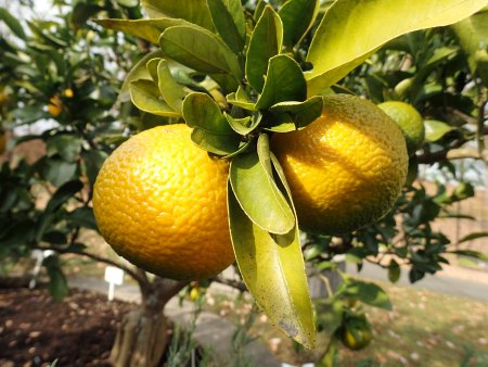 2025.12.31 (みかん43).JPG