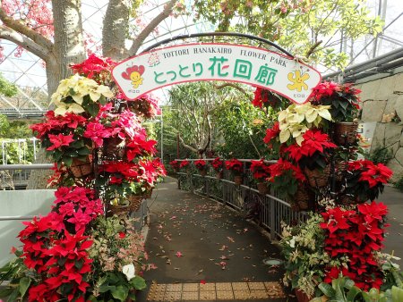 2025.12.9 (ポインセチア222).JPG