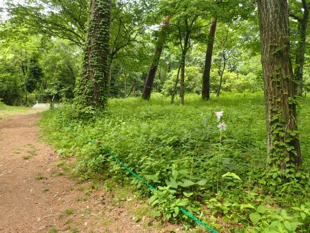 2025.6.2 (ササユリ) (北館樹林内1).JPG