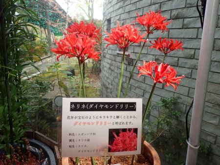 2025.11.12 (ネリネ説明付き全景21).JPG