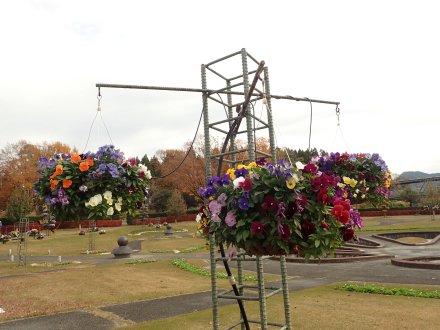 2025.11.24 (霧の庭園) (パンジーハンギング2).JPG