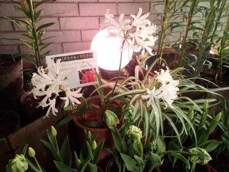 2025.1216 (東館) (ネリネとアイスチューリップ緑7).JPG