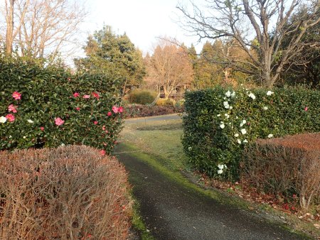 2025.1216 (霧の庭園) (サザンカの生垣4).JPG