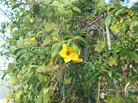 2026.1.16ドーム）オオバナアリアケカズラ (1).JPG