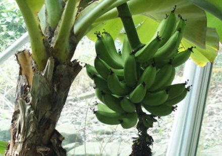 バナナの実と花