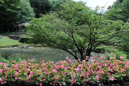 ベゴニア・花の谷6月9日（12）IMG_9872.JPG