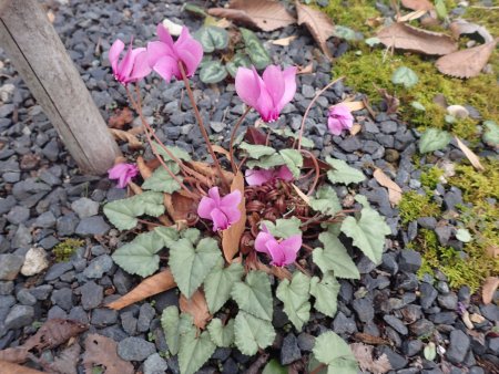 2025.12.9 (原種シクラメン) (22).JPG