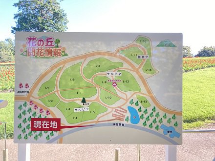 花の丘　開花情報