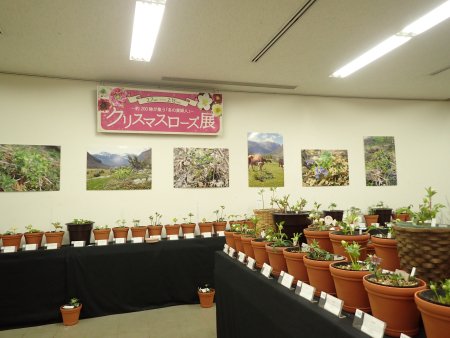 2026.2.6 (クリスマスローズ展) (看板と全体24).JPG