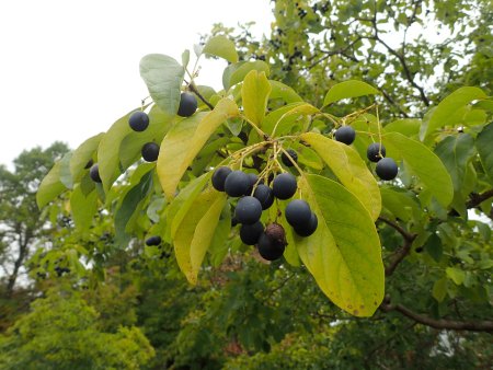 2025.10.22 (樹木) (22).JPG