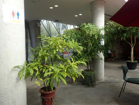 2025.10.28 (フラワードーム) (クレロデンドロン26).JPG