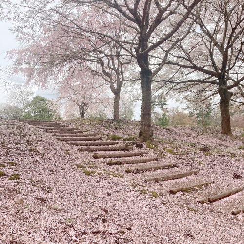 佳作　満開のあとの景色