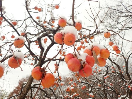 2025.12.4 (グレイスガーデン・柿の実218).JPG