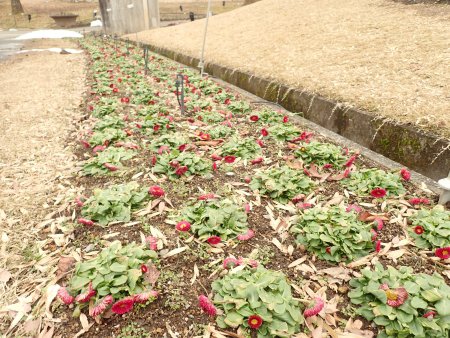 2026.2.15 (花壇) (ドーム周りデージー3).JPG