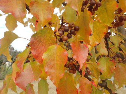 マメナシの紅葉と実.JPG